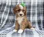 Small #5 Cavapoo (Miniature)