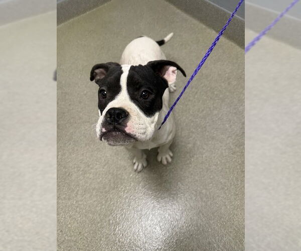 Medium Photo #1 American Pit Bull Terrier-Unknown Mix Puppy For Sale in Las Vegas, NV, USA