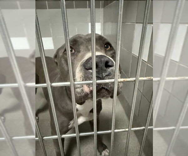Medium Photo #1 American Pit Bull Terrier-Unknown Mix Puppy For Sale in Las Vegas, NV, USA