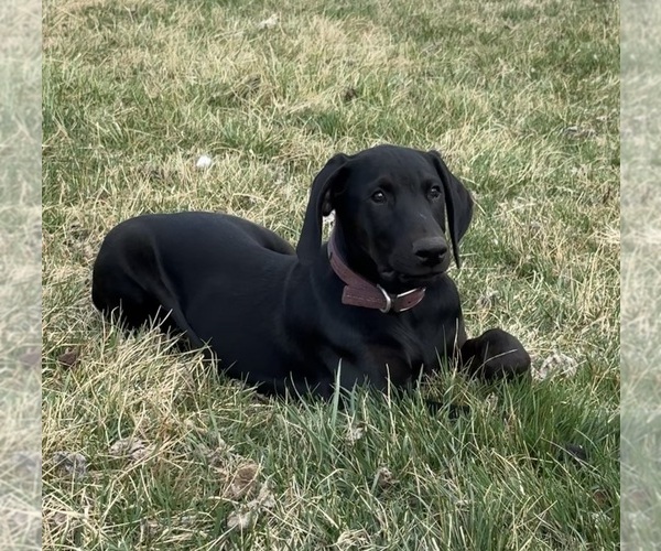 Medium Photo #7 Doberman Pinscher Puppy For Sale in AUSTINVILLE, VA, USA