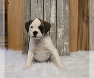 Boxer-English Bulldog Mix Puppy for sale in FREDERICKSBURG, OH, USA