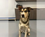 Small #2 Siberian Husky Mix