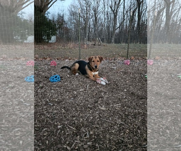 Medium Photo #10 German Shepherd Dog-Unknown Mix Puppy For Sale in Rustburg, VA, USA