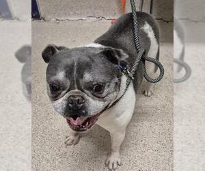 French Bulldog Dogs for adoption in Bakersfield, CA, USA