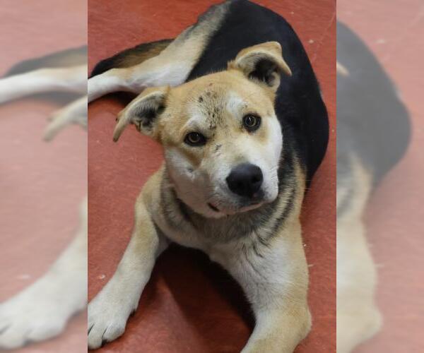 Medium Photo #1 Mutt Puppy For Sale in Thief River Falls, MN, USA