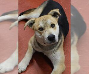 Mutt Dogs for adoption in Thief River Falls, MN, USA