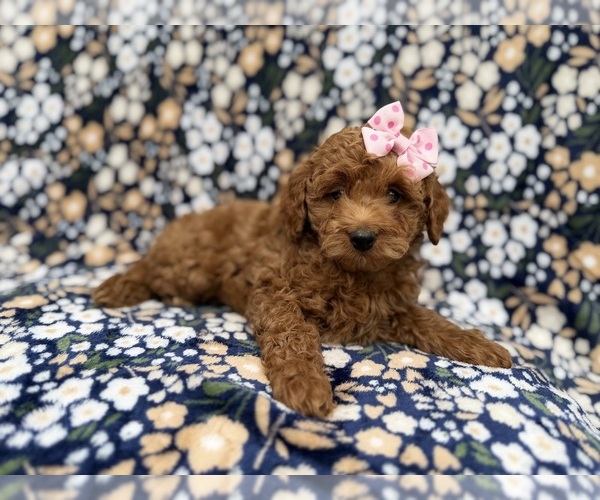 Medium Photo #3 Cock-A-Poo Puppy For Sale in LAKELAND, FL, USA