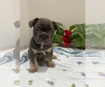 Small #17 French Bulldog