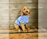 Small Photo #15 Goldendoodle Puppy For Sale in OCALA, FL, USA