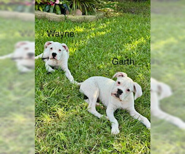 Medium Photo #6 Boxer Puppy For Sale in  Katy, TX, USA