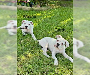 WAYNE - Male Boxer Dog for Adoption - Photo #6