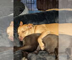 Small #1 Labrador Retriever Mix