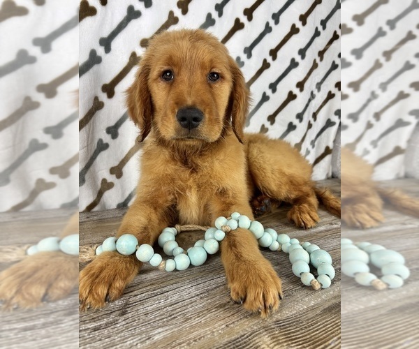 Medium Photo #5 Golden Retriever Puppy For Sale in INDIANAPOLIS, IN, USA