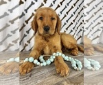 Small #4 Golden Retriever