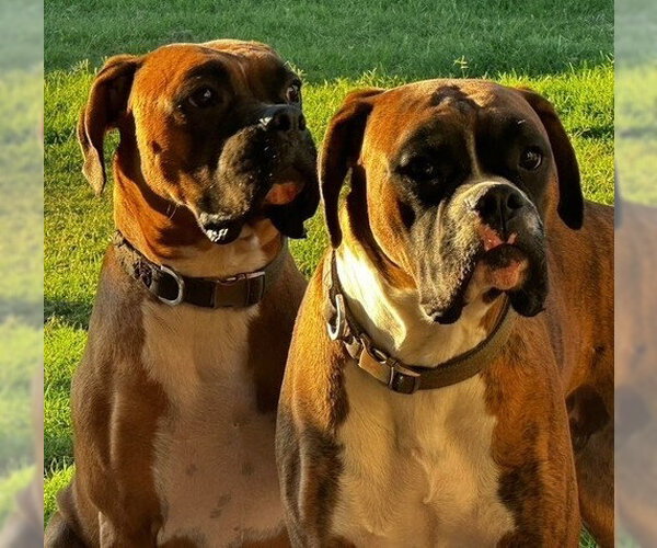 Medium Photo #4 Boxer Puppy For Sale in Austin, TX, USA