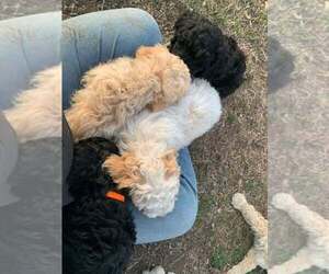 Goldendoodle (Miniature) Litter for sale in HADDAM, KS, USA