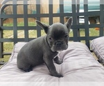Small Photo #8 French Bulldog Puppy For Sale in LITTLE ELM, TX, USA