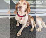 Small #2 Beagle
