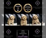 Puppy Zelda F1B Goldendoodle (Miniature)