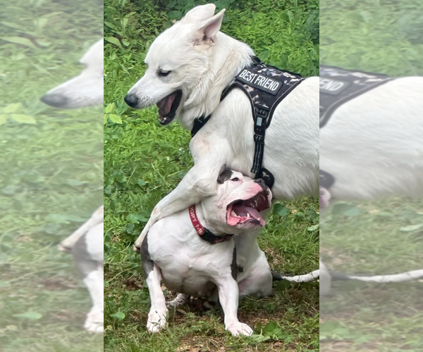 Medium Photo #3 American Bulldog-Unknown Mix Puppy For Sale in Decatur, GA, USA