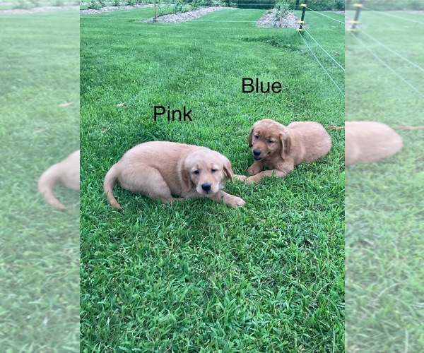 Medium Photo #8 Golden Retriever Puppy For Sale in COON VALLEY, WI, USA