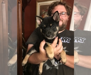 Shiba Inu Puppy for Sale in ELIZABETH CITY, North Carolina USA