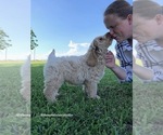 Small Photo #4 Australian Labradoodle Puppy For Sale in WACO, TX, USA