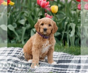 Goldendoodle Puppy for sale in NARVON, PA, USA