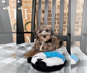 Cavapoo Puppy for sale in INDIANAPOLIS, IN, USA