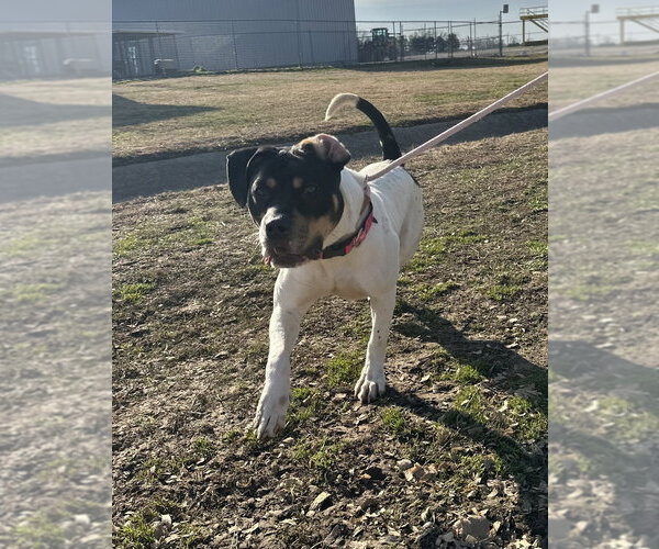 Medium Photo #3 Mutt Puppy For Sale in Evansville, IN, USA