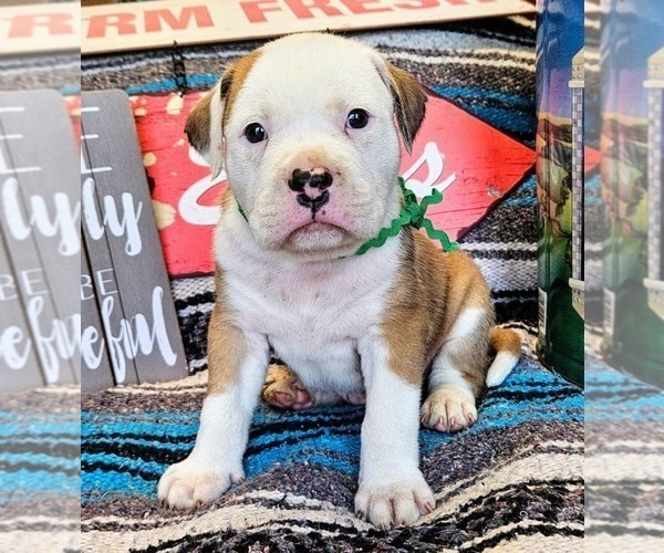 Medium Photo #5 Alapaha Blue Blood Bulldog Puppy For Sale in SHELOCTA, PA, USA