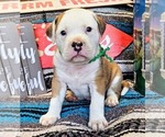 Puppy Green Collar Alapaha Blue Blood Bulldog