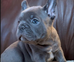 Puppy Blue French Bulldog