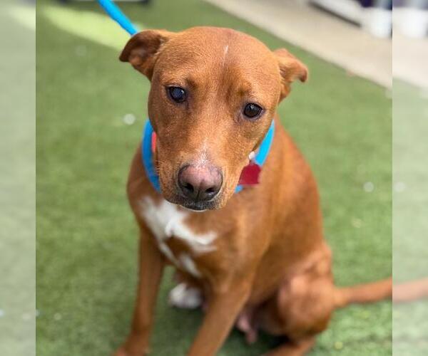 Medium Photo #3 Labrador Retriever-Unknown Mix Puppy For Sale in San Diego, CA, USA