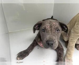 American Pit Bull Terrier Dogs for adoption in Houston, TX, USA