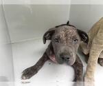 Small American Pit Bull Terrier