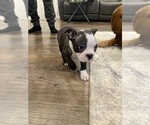 Small #4 Boston Terrier