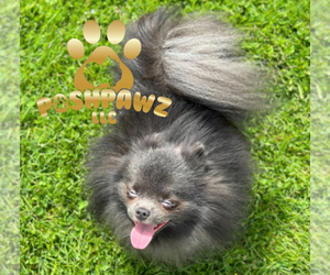 Father of the Pomeranian puppies born on 03/05/2024