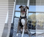 Small #14 Mountain Cur Mix