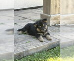 Small #2 German Shepherd Dog