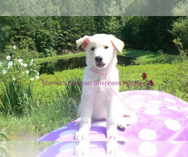 Medium Photo #9 German Shepherd Dog Puppy For Sale in PIEDMONT, MO, USA