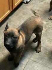 Belgian Malinois Puppy for sale in HAMILTON, OH, USA