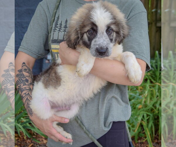 Medium Photo #2 Collie-Great Pyrenees Mix Puppy For Sale in Huntley, IL, USA