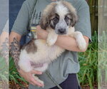 Small #1 Collie-Great Pyrenees Mix