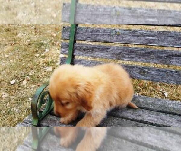 Medium Photo #4 Golden Retriever Puppy For Sale in LEON, KS, USA