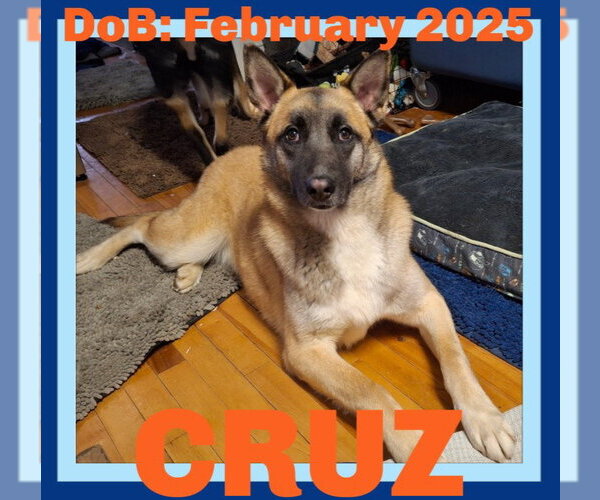 Medium Photo #1 German Shepherd Dog-Unknown Mix Puppy For Sale in Sebec, ME, USA