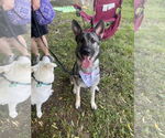 Small #4 German Shepherd Dog