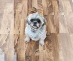 Small #8 Shih Tzu