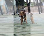 Small #23 Beagle