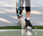 Small #7 Labrador Retriever Mix